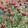Slawa Triumph Tulip