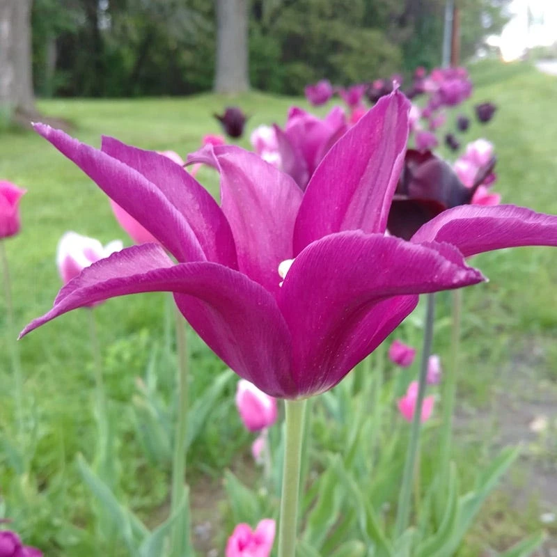 Blue Moon Triumph Tulip Mix 8 Blue Moon Triumph Tulip Mix - Image 6