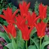 Red Emperor Tulip -Plant Sale Store tulipredemperor 3