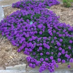 Valley Lavender® Plains Verbena -Plant Sale Store verbena bipinnitifida valley lavender 3