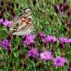 Summer's Swan Song Ironweed (Vernonia) -Plant Sale Store vernonia summer swan song american painted lady jim ault