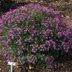 Summer's Swan Song Ironweed (Vernonia) -Plant Sale Store vernonia summer swan song chicago botanic garden jim ault