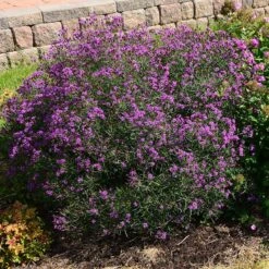 Summer's Swan Song Ironweed (Vernonia) -Plant Sale Store vernonia summer swan song garden jim ault