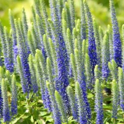 Royal Candles Veronica -Plant Sale Store veronica royal candles veronica spicata