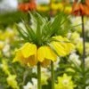 Yellow Crown Imperial -Plant Sale Store visi125414 fritillaria lutea cropped
