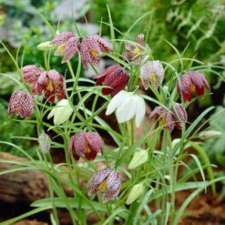 Snake's Head Fritillary -Plant Sale Store visi26883 fritillaria meleagris0cropped