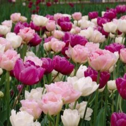 Double Late Tulip Mix -Plant Sale Store visi34696 double late tulip mix cropped