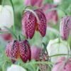 Snake's Head Fritillary -Plant Sale Store visi59755 fritillaria meleagris cropped