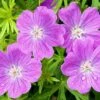 Vision® Violet Geranium -Plant Sale Store vision violet geranium close up