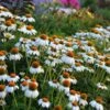 PowWow® White Echinacea -Plant Sale Store walers gardens echinacea powwow white