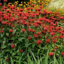 Jacob Cline Bee Balm -Plant Sale Store walters gardens monarda jacob cline cropped 1 1 1