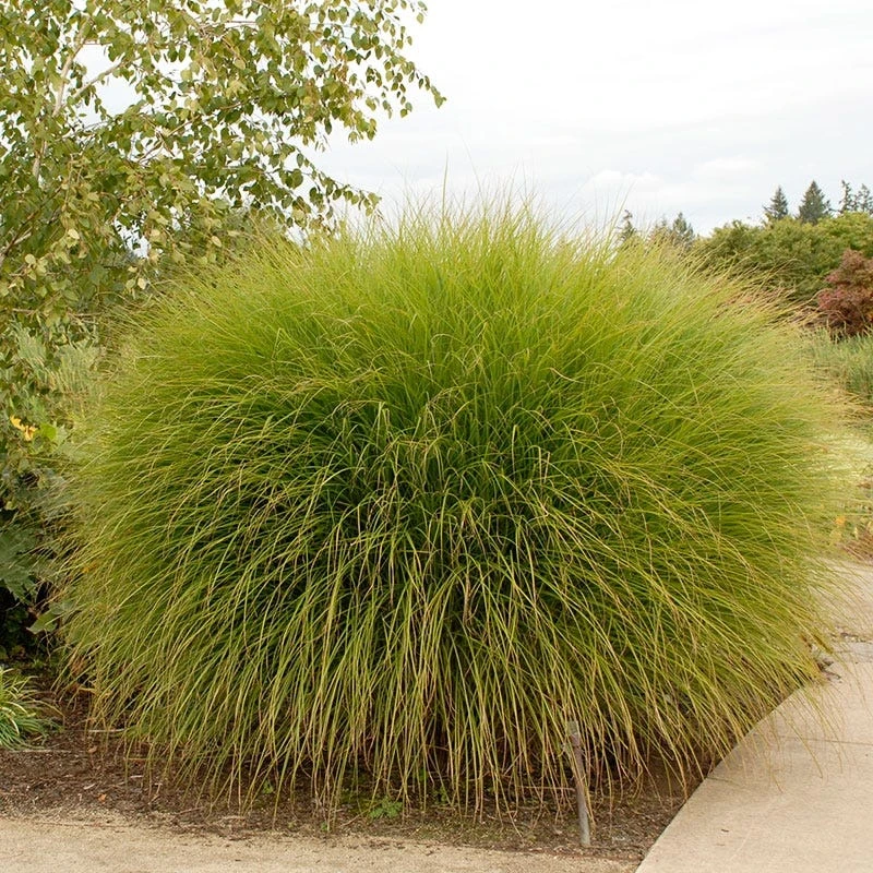 Gracillimus Miscanthus Grass 4 Gracillimus Miscanthus Grass - Image 2