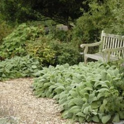 Helen Von Stein Lamb's Ear -Plant Sale Store walters gardens stachys helen von stein