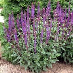 Caradonna Salvia -Plant Sale Store walters gardens salvia caradonna cropped 1