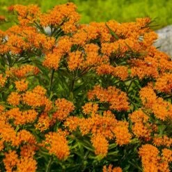 Butterfly Weed (Clay Form) -Plant Sale Store walters gardens asclepias tuberosa cropped 1