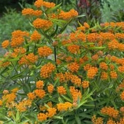 Butterfly Weed (Clay Form) -Plant Sale Store walters gardens asclepias tuberosa cropped 2