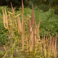 Butterfly Weed (Clay Form) -Plant Sale Store walters gardens asclepias tuberosa seed heads cropped