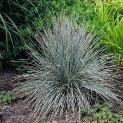 Blue Oat Grass -Plant Sale Store walters gardens helictotrichon sempervirens cropped 2