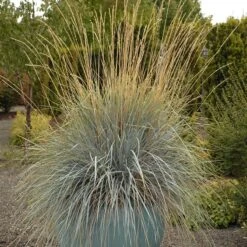 Blue Oat Grass -Plant Sale Store walters gardens helictotrichon sempervirens cropped 4
