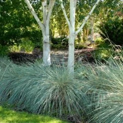 Blue Oat Grass -Plant Sale Store walters gardens helictotrichon sempervirens cropped under trees