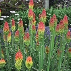 Fire Dance Red Hot Poker -Plant Sale Store walters gardens kniphofia fire dance cropped
