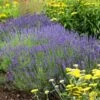 Hidcote Superior English Lavender -Plant Sale Store walters gardens lavandula hidcote cropped 2