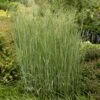 Heavy Metal Blue Switch Grass -Plant Sale Store walters gardens panicum heavy metal cropped