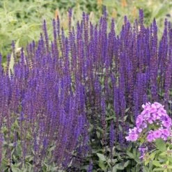 Caradonna Salvia -Plant Sale Store walters gardens salvia caradonna cropped