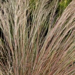 Prairie Blues Little Bluestem Grass 7 Prairie Blues Little Bluestem Grass -Plant Sale Store walters gardens schizachyrium prairie blues close up foliage cropped