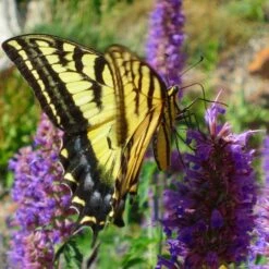 Blue Blazes Agastache -Plant Sale Store western swallowtail sipping agastache blue blazes 3