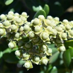 Ice Ballet Swamp Milkweed -Plant Sale Store white ice ballet milkweed asclep