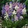 Wood Hyacinth Mix (Spanish Bluebells) -Plant Sale Store woodhyacinthmix 1