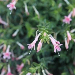 Woody's Peach Surprise Hummingbird Trumpet (Zauschneria) 7 Woody's Peach Surprise Hummingbird Trumpet (Zauschneria) -Plant Sale Store woody s peach surprise closeup cropped