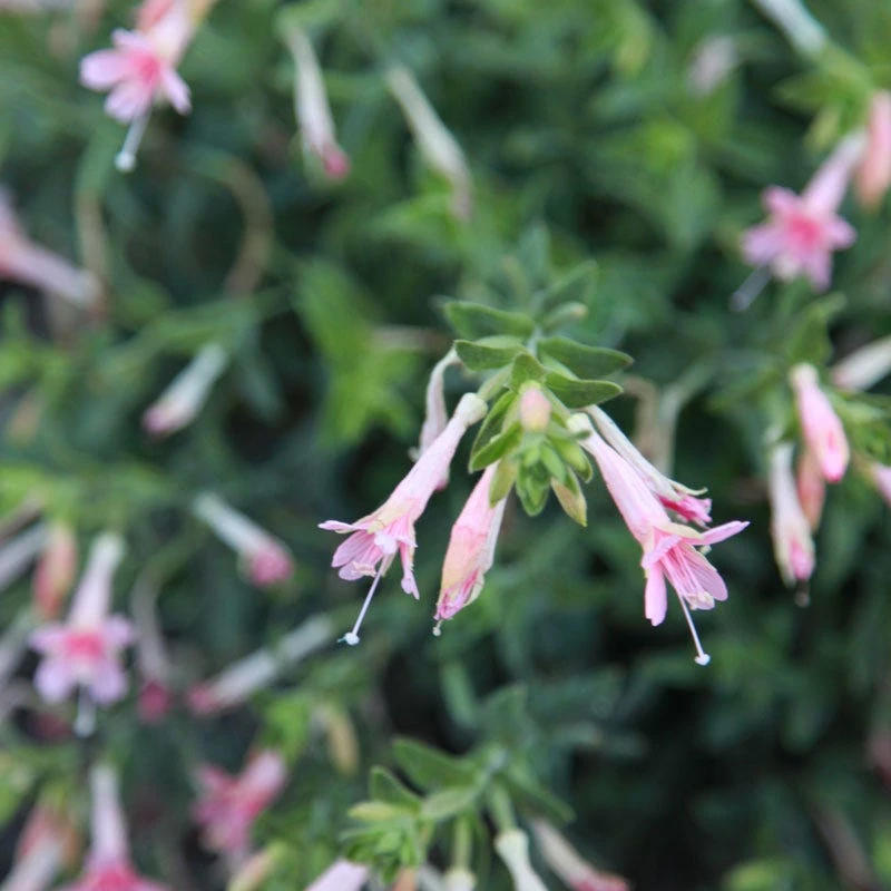 Woody's Peach Surprise Hummingbird Trumpet (Zauschneria) 5 Woody's Peach Surprise Hummingbird Trumpet (Zauschneria) - Image 3