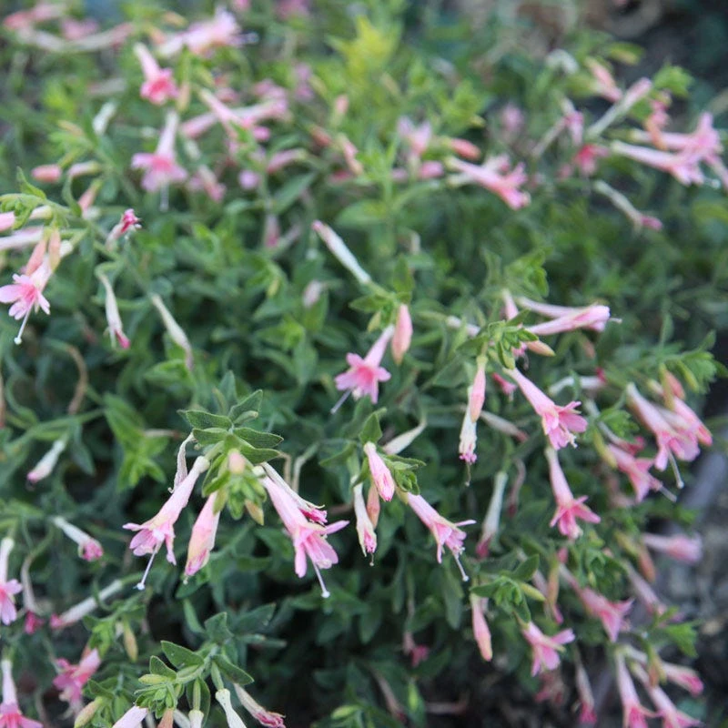 Woody's Peach Surprise Hummingbird Trumpet (Zauschneria) 4 Woody's Peach Surprise Hummingbird Trumpet (Zauschneria) - Image 2