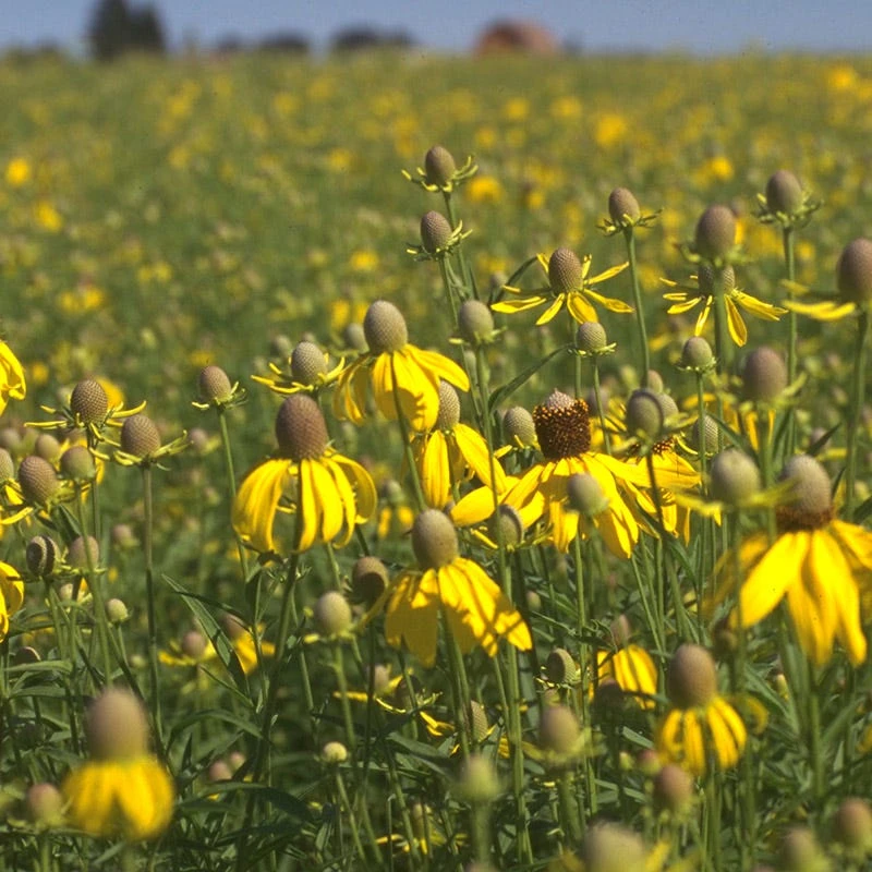 Little Prairie Native Wildflower Seed Mix 5 Little Prairie Native Wildflower Seed Mix - Image 3