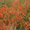 Sky Island Orange Hummingbird Trumpet (Zauschneria)