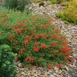 Orange Carpet® Creeping Hummingbird Trumpet (Zauschneria) -Plant Sale Store zauschneria garrettii orange carpet pat hayward plant select