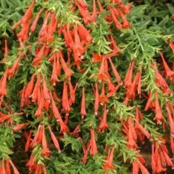 Orange Carpet® Creeping Hummingbird Trumpet (Zauschneria) -Plant Sale Store zauschneria garrettii orange carpet pat hayward plant select garden